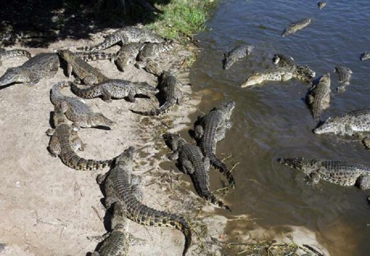 Le crocodile cubain, Cienaga de Zapata, Matanzas, Cuba. Le crocodile cubain, Cienaga de Zapata, Matanzas, Cuba.