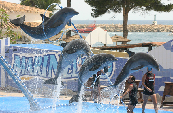 Dolphins' show, Cienfuegos' Dolphinarium, Cuba. Dolphins' show, Cienfuegos' Dolphinarium, Cuba.