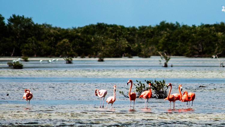 Flamants roses, Cienaga de Zapata, Matanzas, Cuba. Flamants roses, Cienaga de Zapata, Matanzas, Cuba.