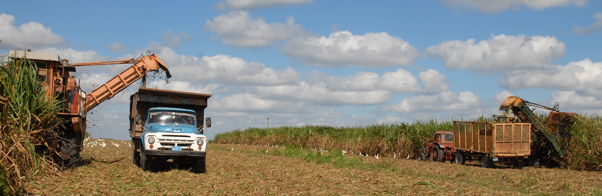Cultivo de la caña de azúcar en Camagüey, Cuba