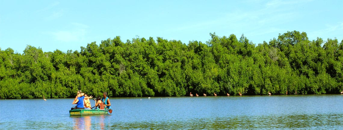 Pink Flamingos, Guanaroca Lagoon, Cienfuegos, Cuba Travel