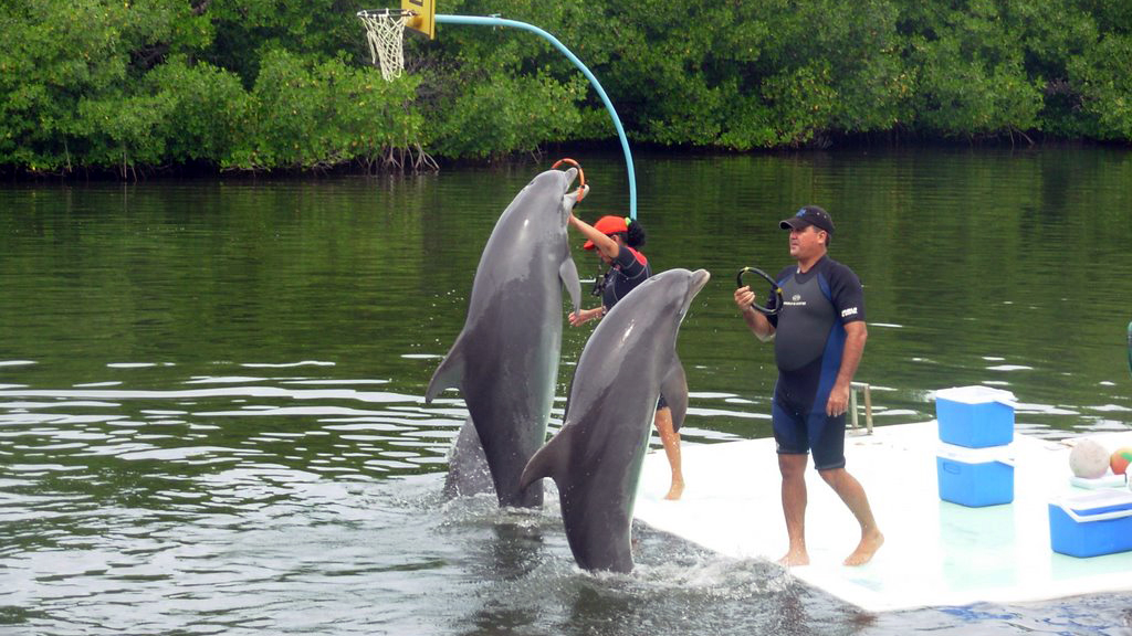 Espectáculo de delfines, Delfinario de Cienfuegos Espectáculo de delfines, Delfinario de Cienfuegos